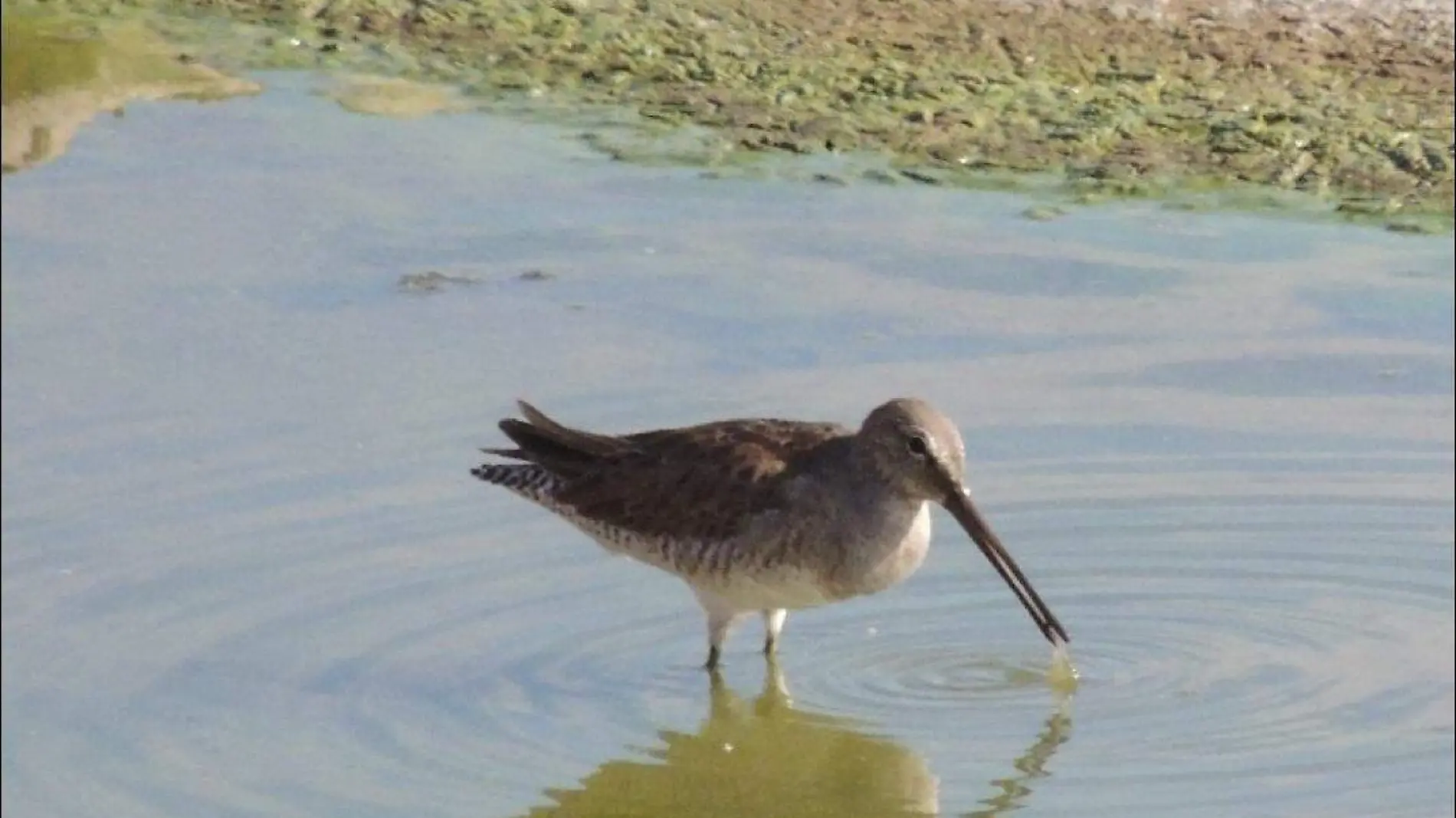 Costurero pico largo. Limnodromus scolopaceus